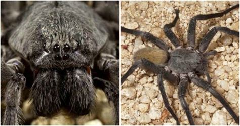 Descubren una nueva especie de araña gigante en México ...