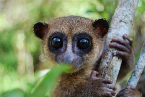 Descubren una nueva especie de Lemur Miniatura y es ...