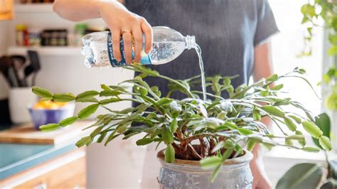 Descubrí qué tipo de agua necesitan tus plantas   Minuto ...