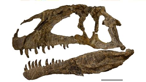 Descubrieron en Chubut uno de los dinosaurios carnívoros ...