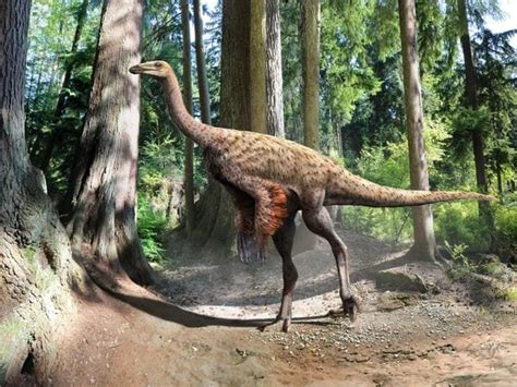 Descubrieron una nueva especie de dinosaurio con plumas   Noticias ...