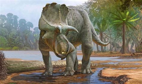 Descubrimiento de dinosaurios: la bestia con cuernos de 82 ...