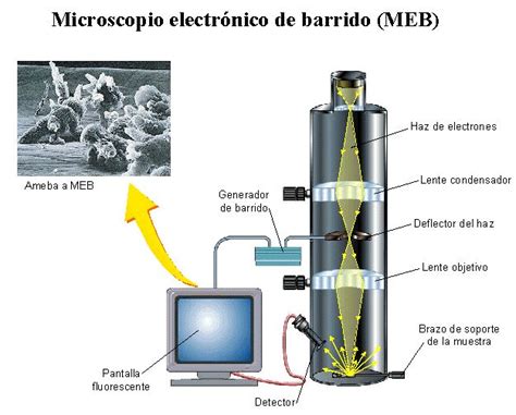 DESCUBRIMIENTOS EN LA CITOLOGÍA: El microscopio electrónico