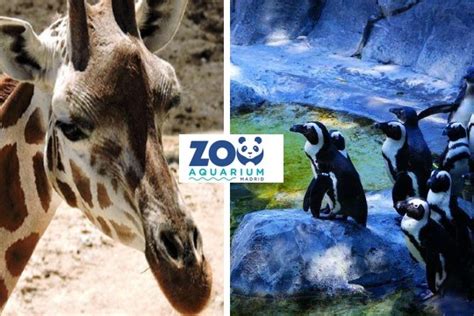 Descuento Zoo de Madrid 2x1 2020 | Sólo online | Colectivia