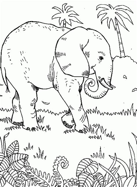 desenhos safari para colorir | desenhos para pintar e imprimir