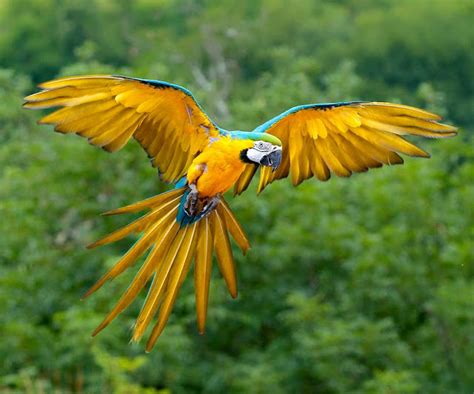 DesFuturo: Flora y Fauna en la Amazonía del Ecuador