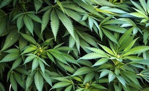 Desmantelan un cultivo de 955 plantas de marihuana en una ...