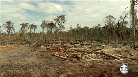 Desmatamento na Amazônia em junho é 88% maior do que no ...