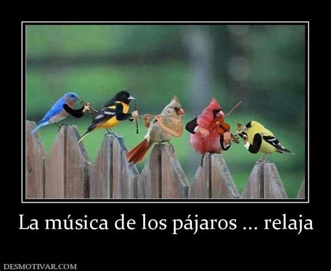 Desmotivaciones La música de los pájaros ... relaja