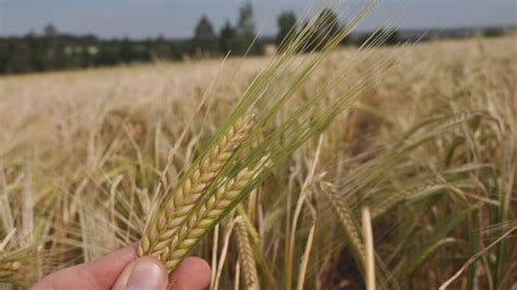 Destacan la buena respuesta del trigo a la fertilización en el centro y ...
