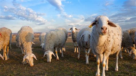 Destinamos 5,4 millones a la agricultura y la ganadería ...