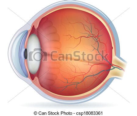 Detailed human eye anatomical illustration. Human eye ...
