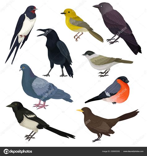 Detallado vector de iconos de diferentes especies de aves ...