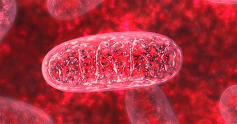 Detectan por primera vez mitocondrias en la sangre ...