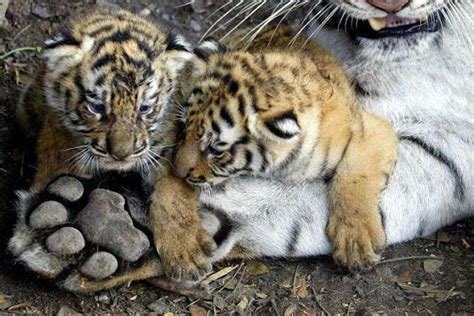 Deux Bébés Tigres à côté de la Grosse Patte de son Père ...