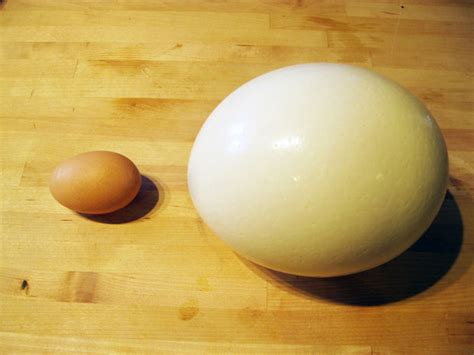 Deviled huevo de avestruz   askix.com
