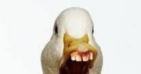 Dharmaland: Do ducks have teeth?