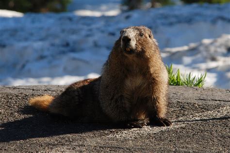 Día de la Marmota 2020: la marmota Phil nos dirá cuánto ...
