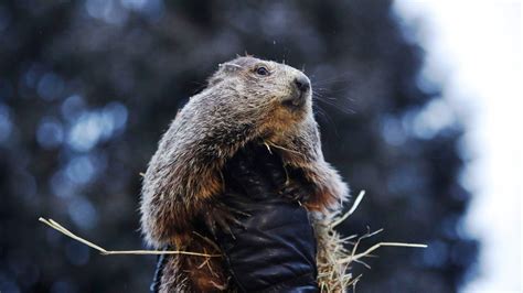 Día de la marmota: ¿Por qué se celebra el 2 de febrero?
