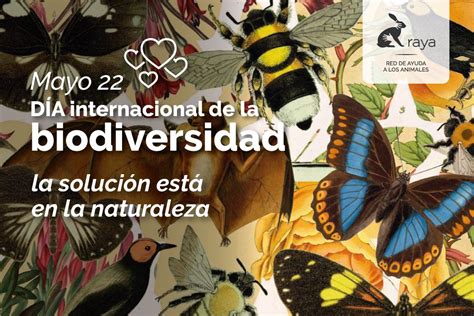 Día Internacional de la Diversidad Biológica   2020 | RAYA ...