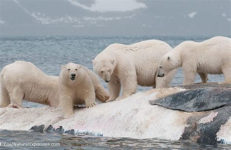 Día Internacional del Oso Polar: 10 fotos sobre el gran ...