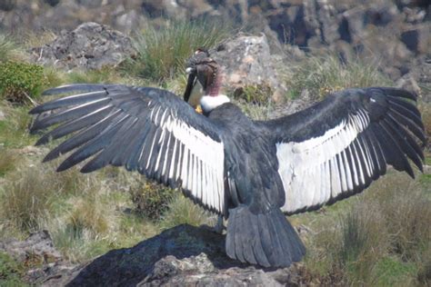 Día Mundial de las Aves: los peligros que enfrenta el cóndor andino en ...