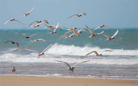 Día mundial de las aves migratorias. 11 y 12 Mayo 2013 ...
