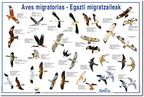 Día Mundial de las Aves Migratorias: Recursos y ...