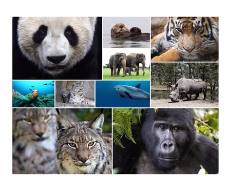 Día Mundial de los Animales: 10 especies en peligro de extinción