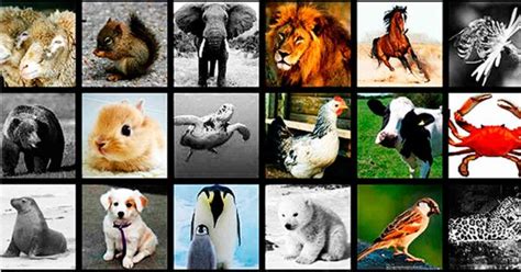 Día Mundial de los Animales 2020: El animal más fuerte, más longevo o ...