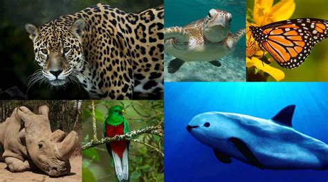 DÍA MUNDIAL DE LOS ANIMALES. Más de un millón de especies están en ...