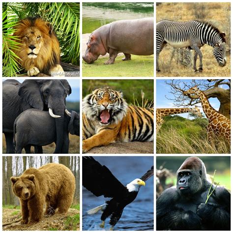 Día mundial de los animales: OMPA genera soluciones para ...