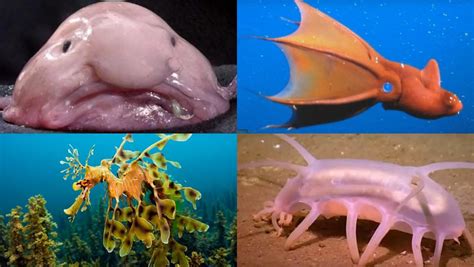 Día Mundial de los Océanos: Los 10 animales marinos más ...