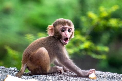 Día Mundial del Mono: datos curiosos de esta especie que amarás | La ...