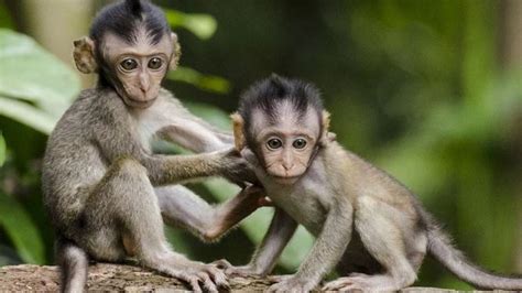 Día Mundial del Mono: ¿Por qué se celebra el 14 de diciembre?