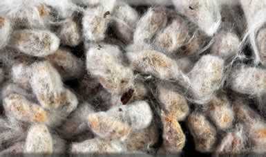 Diagnóstico del cultivo del algodón en México | Servicio Nacional de ...
