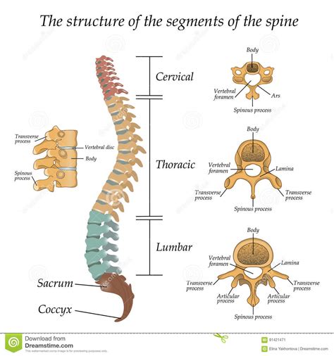 Diagram Of A Human Spine With The Name And Description Of ...
