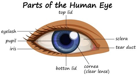 Diagram showing parts of human eye Download Free Vectors ...