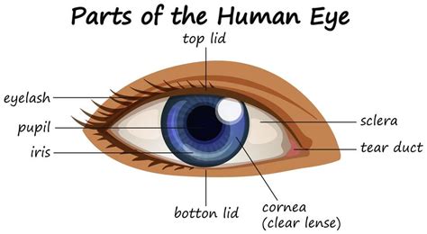 Diagram showing parts of human eye   Download Free Vectors ...