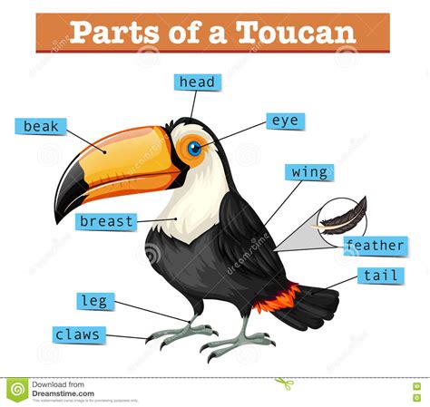 Diagram Showing Parts Of Toucan Stock Vector ...