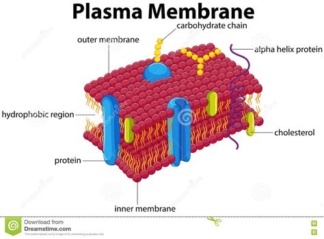 Diagram With Plasma Membrane Stock Vector   Illustration ...