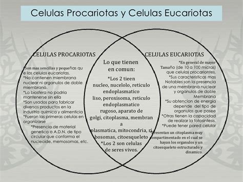 Diagrama de celulas procariotas y celulas eucariotas