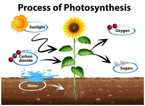 Diagrama de girasol y proceso de fotosíntesis. 296154 ...