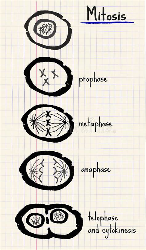Diagrama de la mitosis ilustración del vector. Ilustración de célula ...