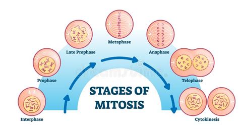 Diagrama de la mitosis ilustración del vector. Ilustración de mitosis ...