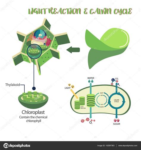 Diagrama del proceso de fotosíntesis vector, gráfico ...
