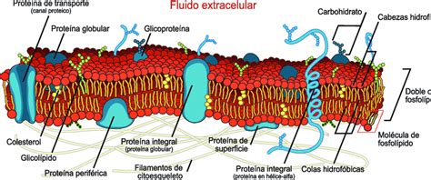 Diagrama detallado de una membrana celular. | Download ...