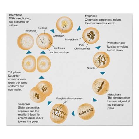 Diagrama esquemático de la mitosis celular póster | Zazzle