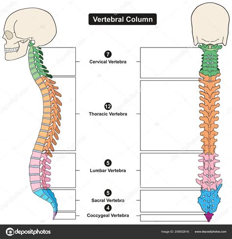 Diagrama Infograpic Columna Vertebral Del Cuerpo Humano ...