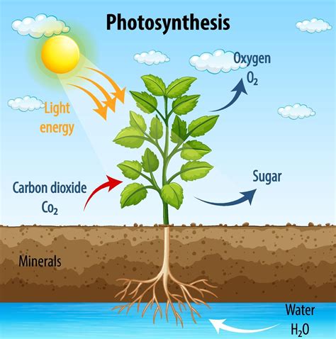 Diagrama que muestra el proceso de fotosíntesis en planta ...